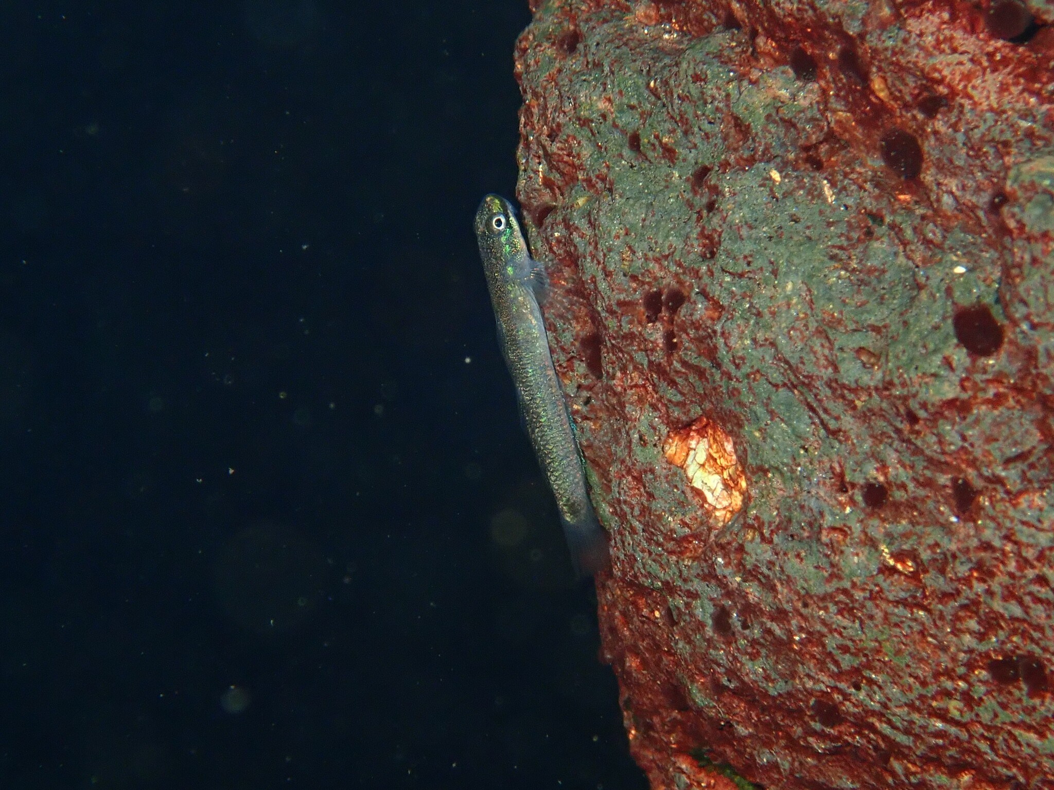 ภาพ ปลาบู่บู่ (Stiphodon hydoreibatus)
