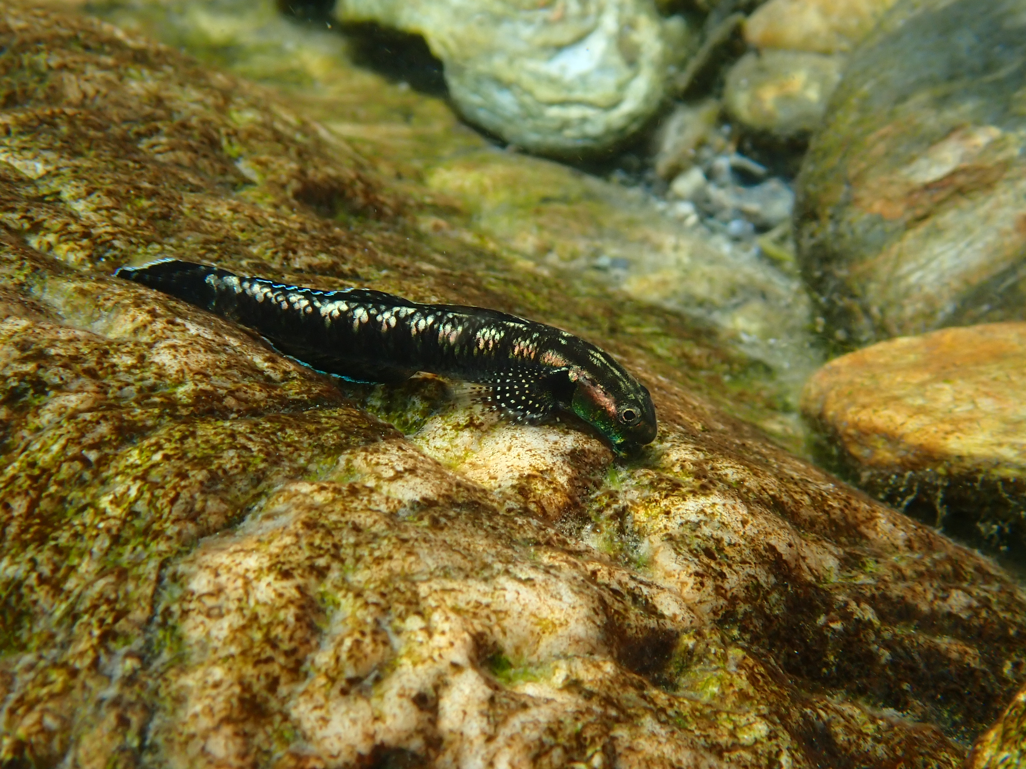 ภาพ ปลาบู่ imperiorientis (Stiphodon imperiorientis)
