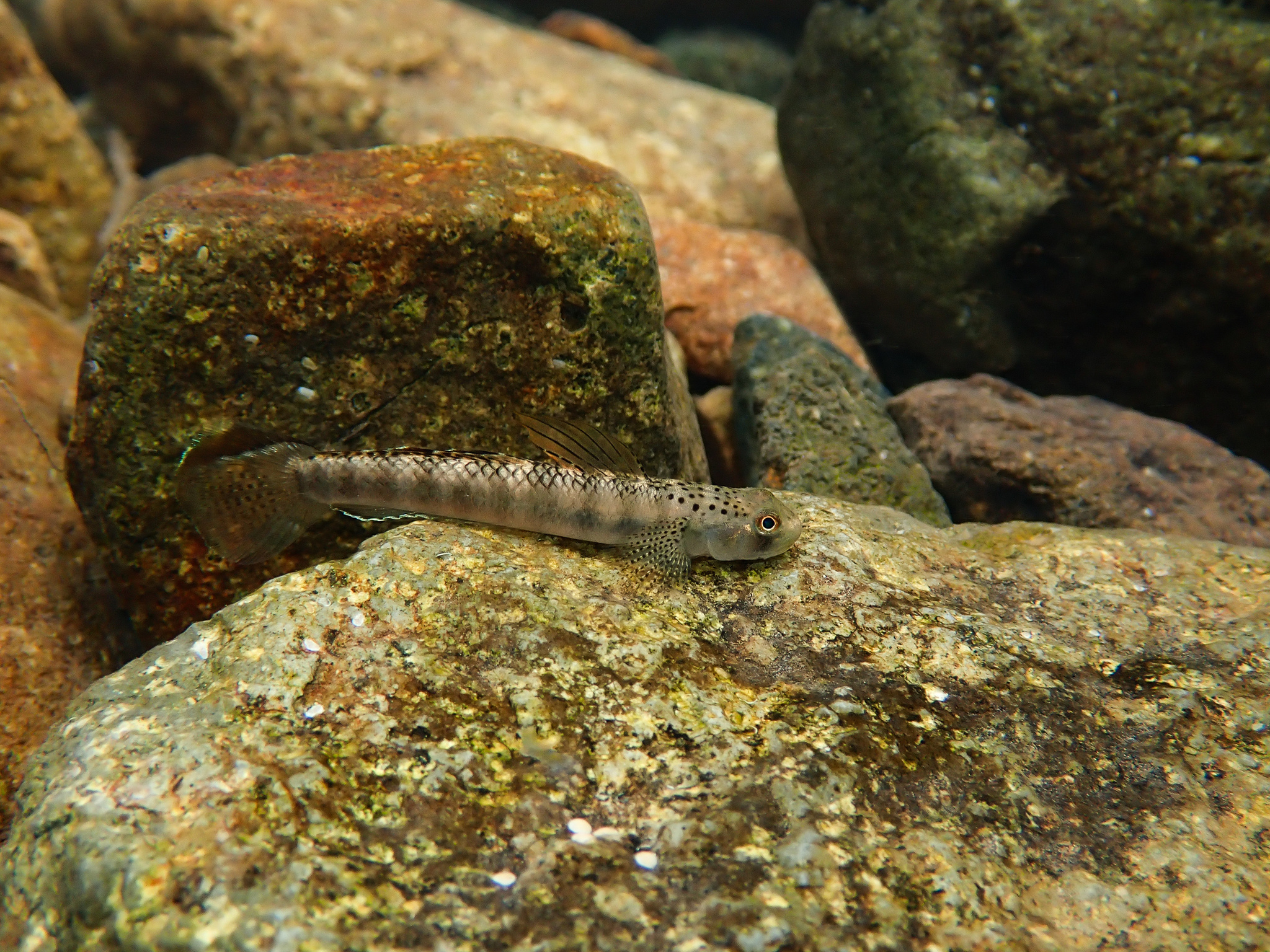 ภาพ ปลาบู่ส้ม (Stiphodon maculidorsalis)