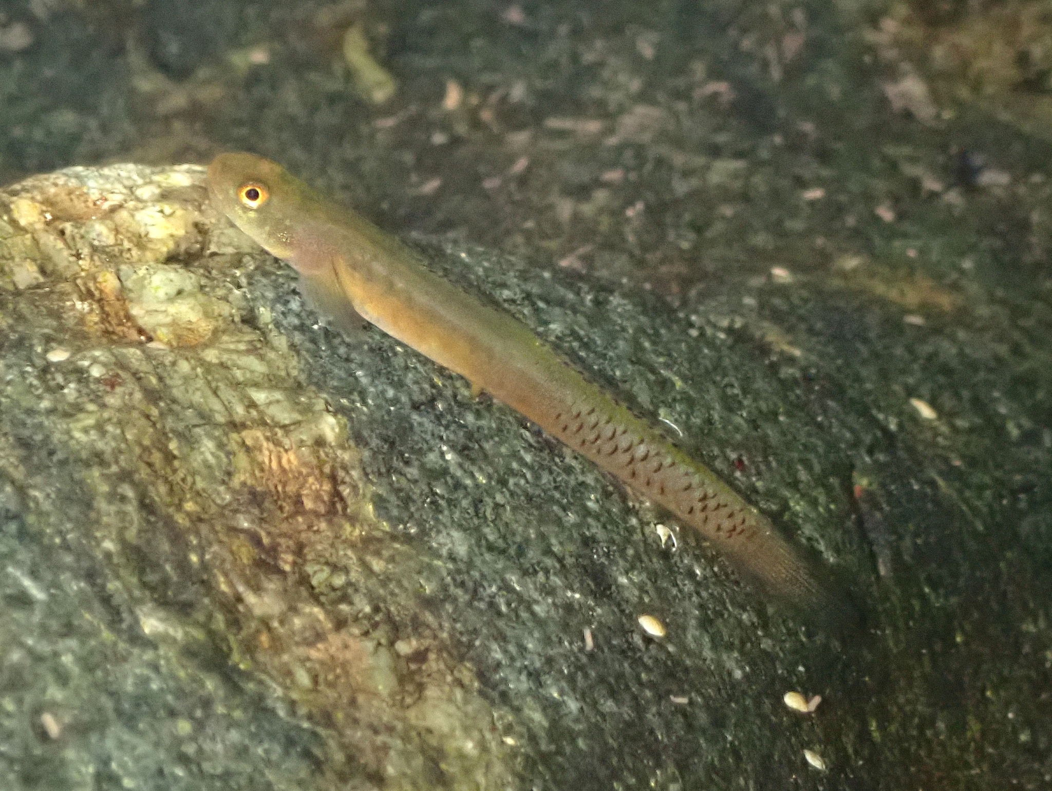 ภาพ ปลาบู่ mele (Stiphodon mele)