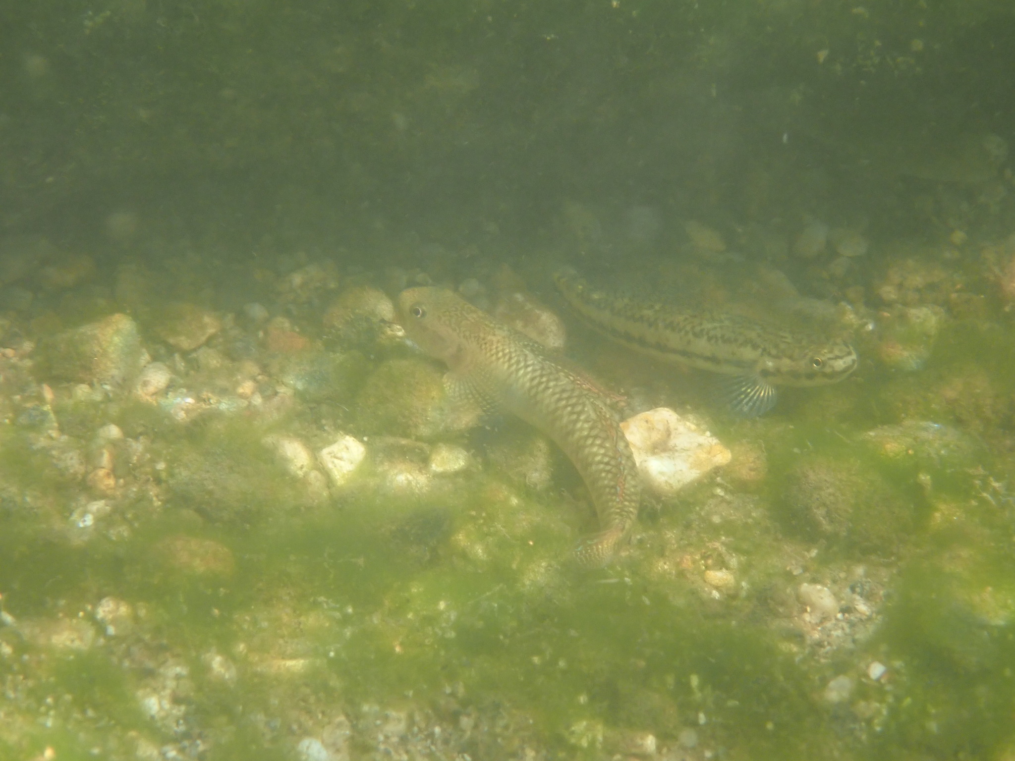 ภาพ ปลาบู่ niraikanaiensis (Stiphodon niraikanaiensis)