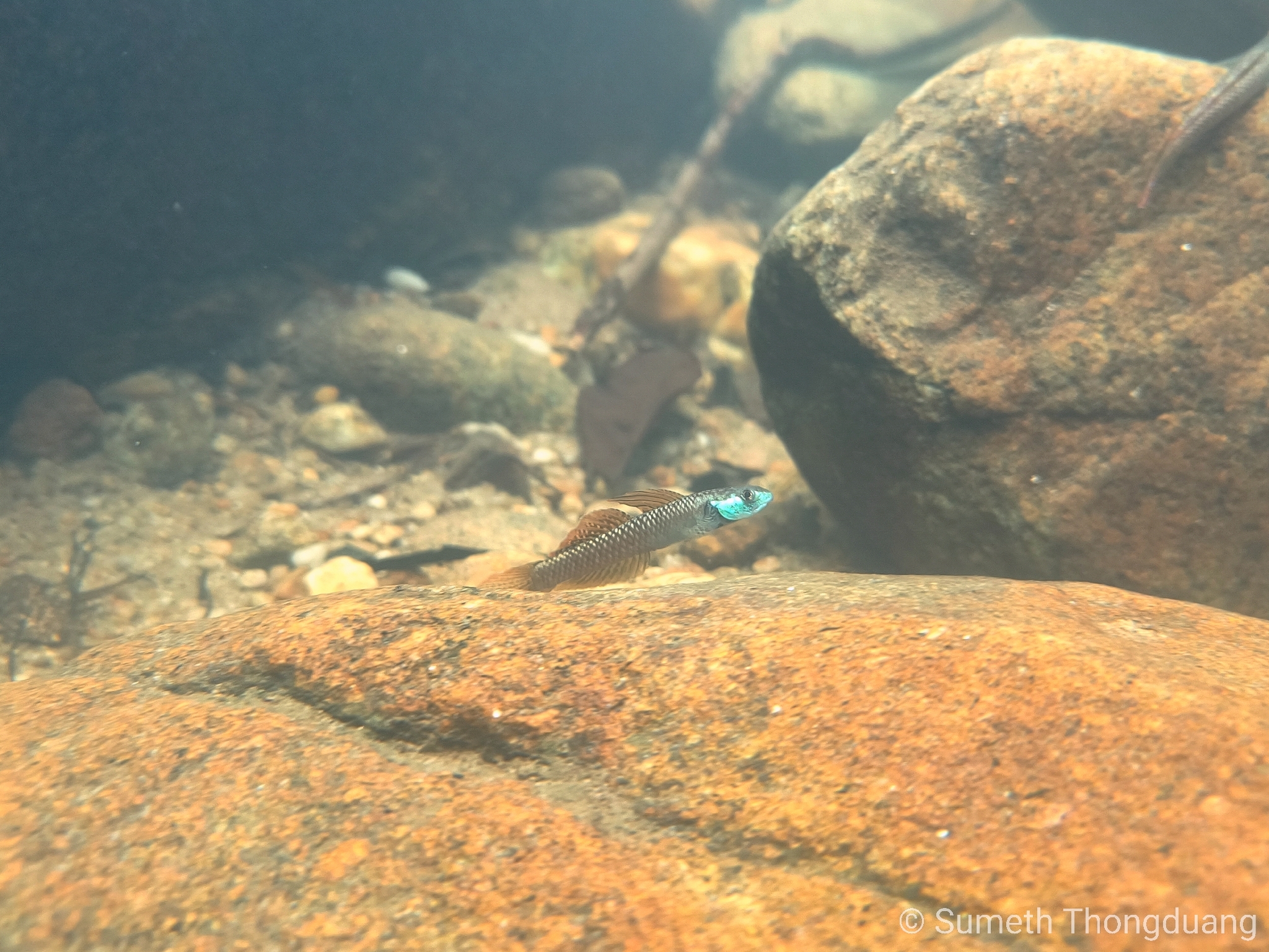 ภาพ ปลาบู่สายรุ้ง (Stiphodon ornatus)