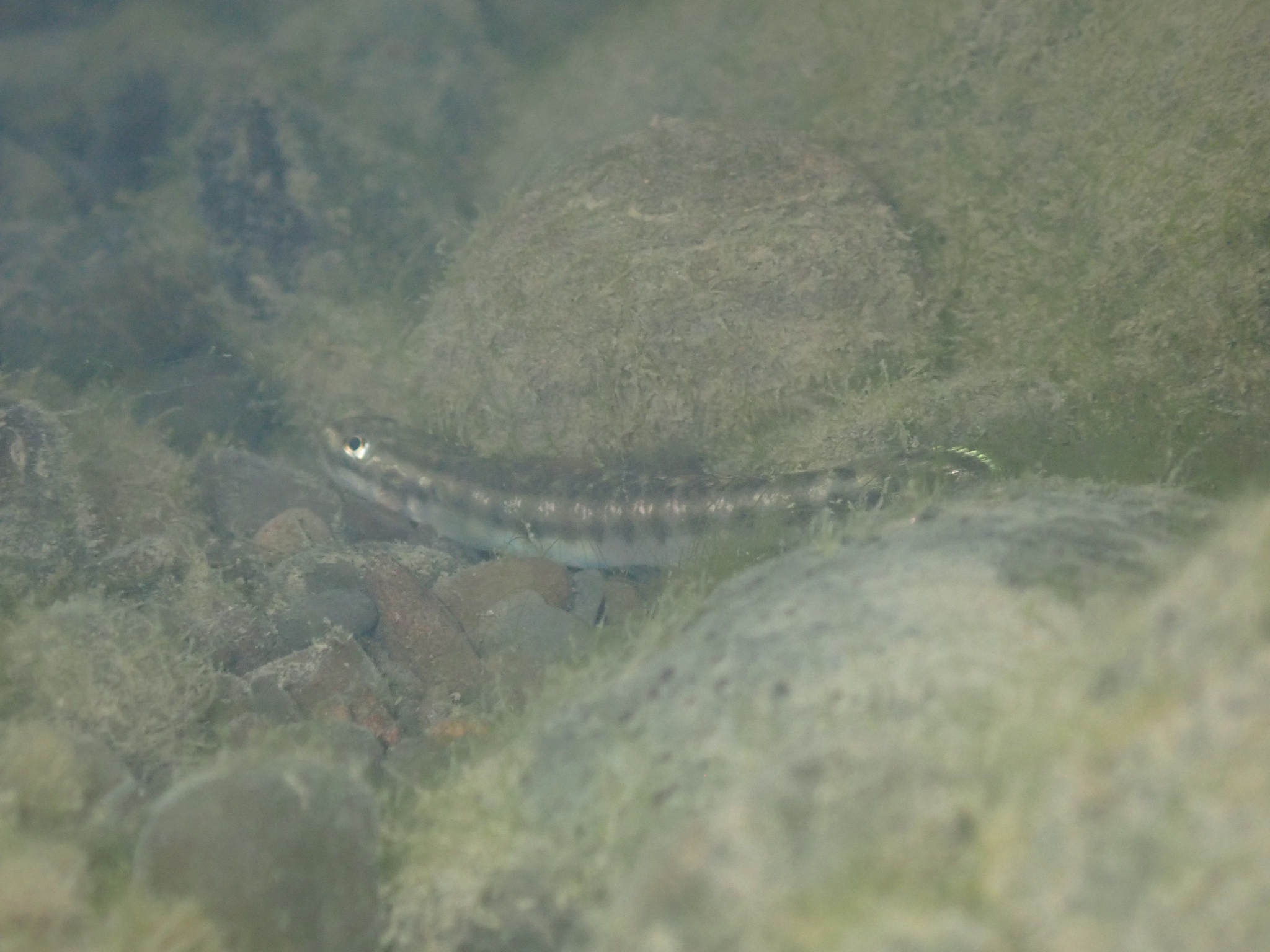 ภาพ ปลาบู่ palawanensis (Stiphodon palawanensis)