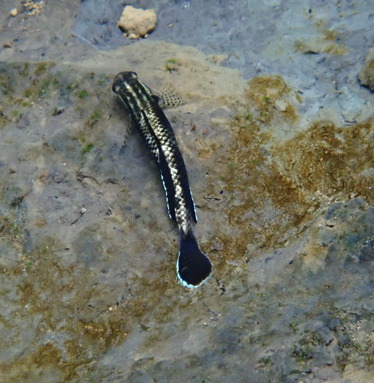 ภาพ ปลาบู่แคระบู่ (Stiphodon pelewensis)