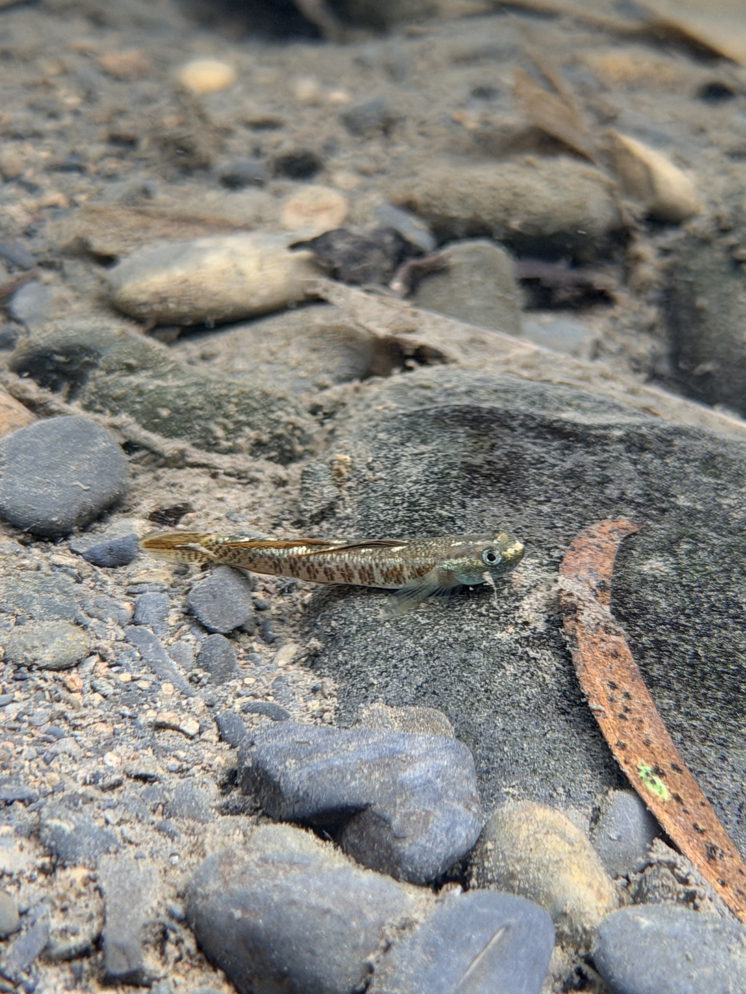 ภาพ ปลาบู่ทองนีออนบู่ (Stiphodon percnopterygionus)