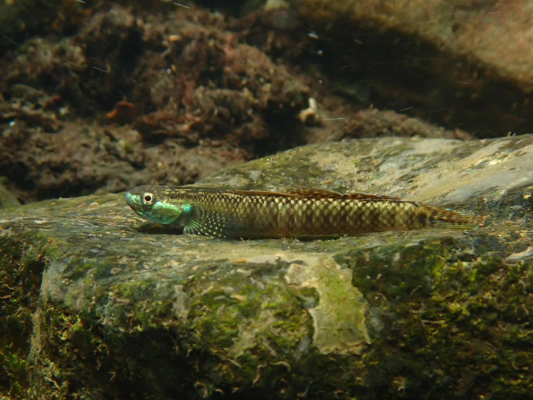 ภาพ ปลาบู่ pulchellus (Stiphodon pulchellus)
