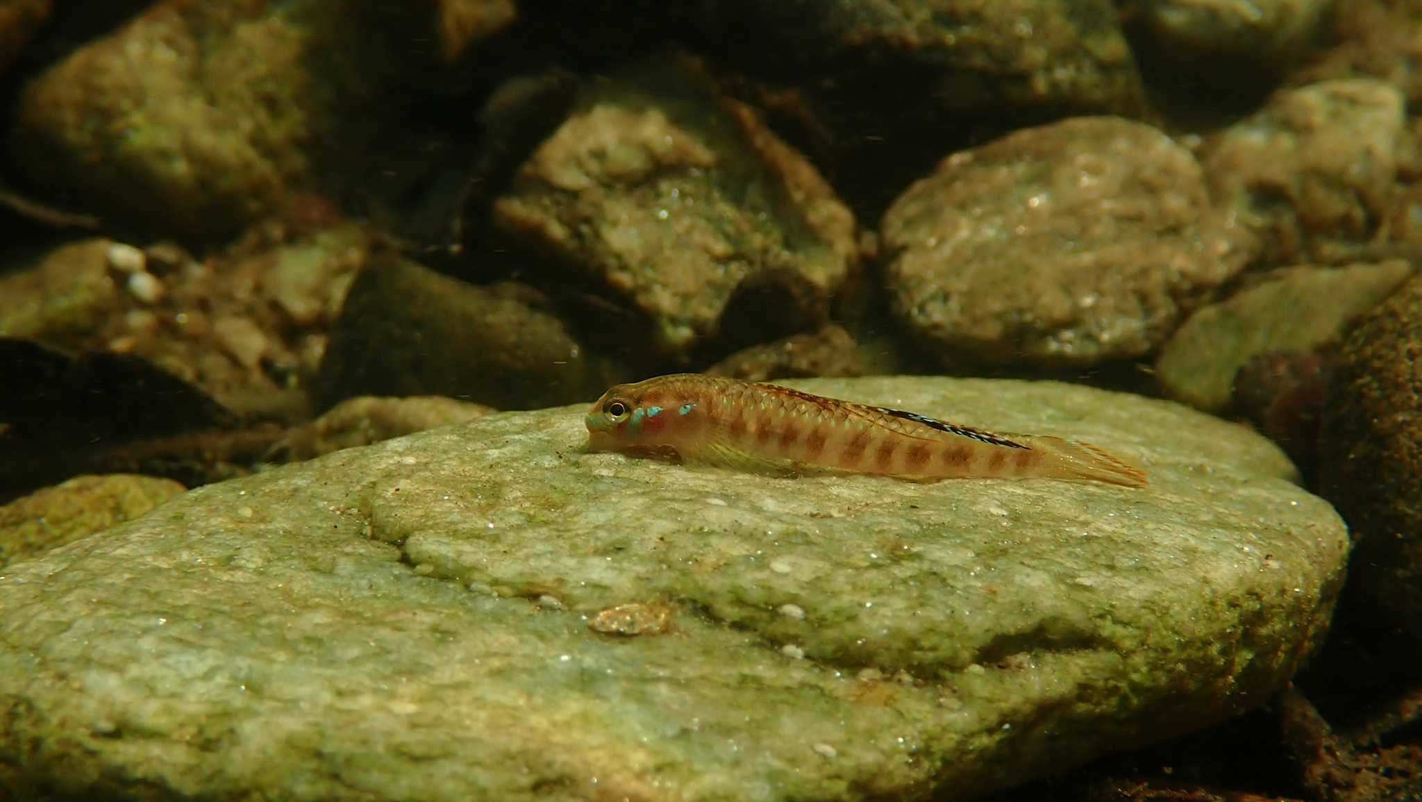 ภาพ ปลาบู่ทองแดง (Stiphodon rutilaureus)