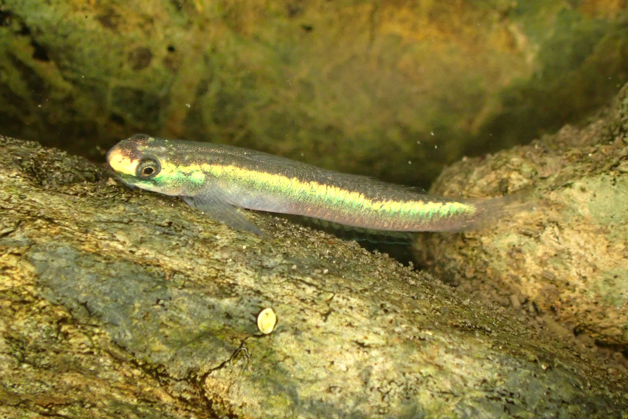 ภาพ ปลาบู่ sapphirinus (Stiphodon sapphirinus)