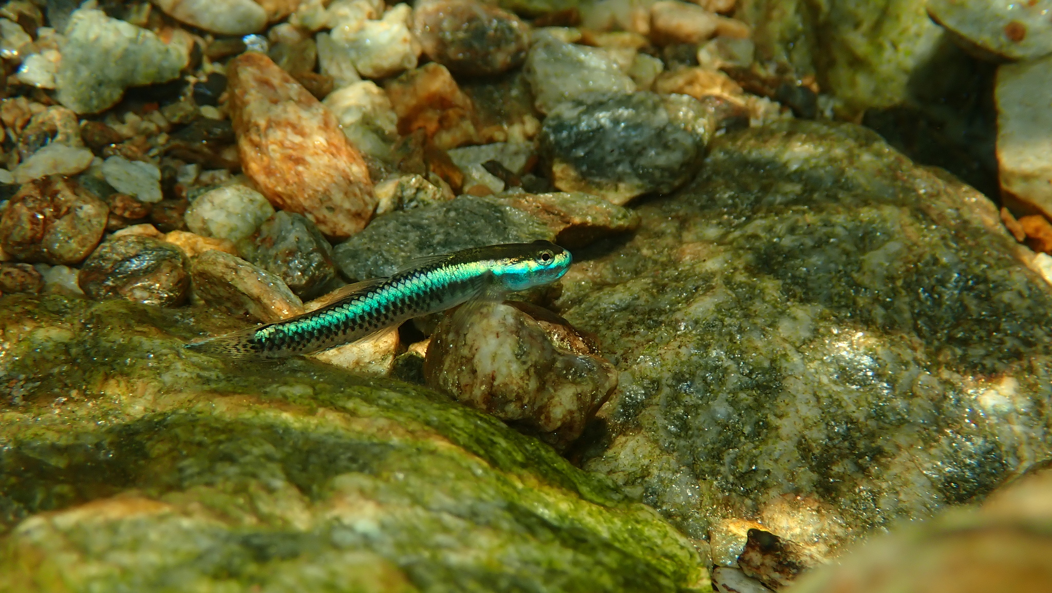 ภาพ ปลาบู่น้ำเงินแคระบู่ (Stiphodon semoni)