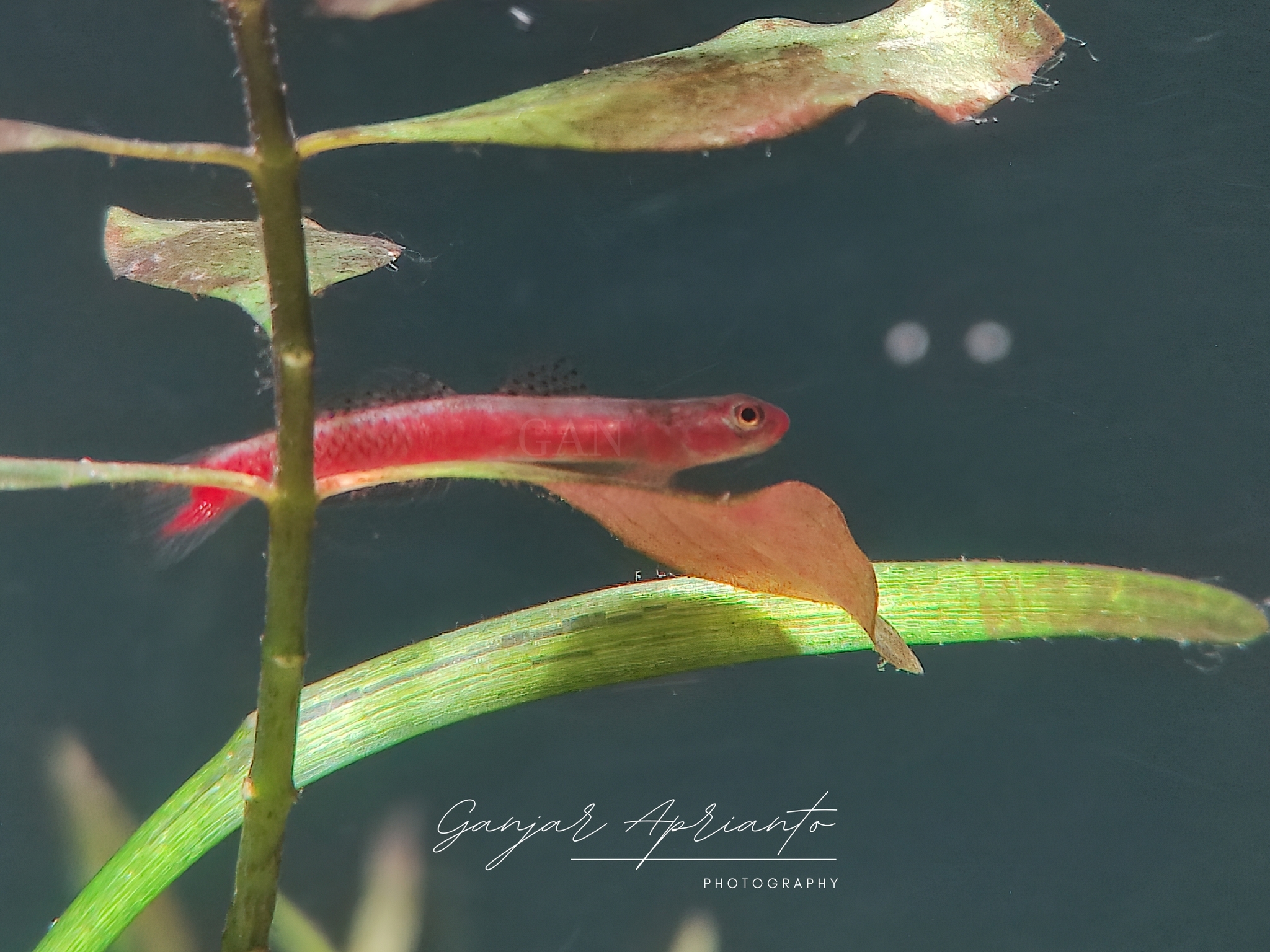 ภาพ ปลาบู่ surrufus (Stiphodon surrufus)