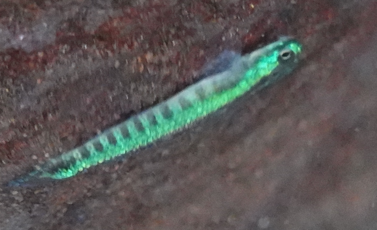 ภาพ ปลาบู่ tuivi (Stiphodon tuivi)