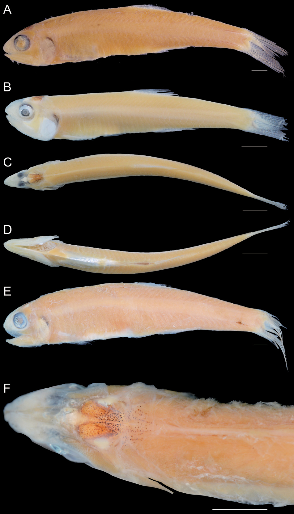 ภาพ ปลา advenus (Stolephorus advenus)