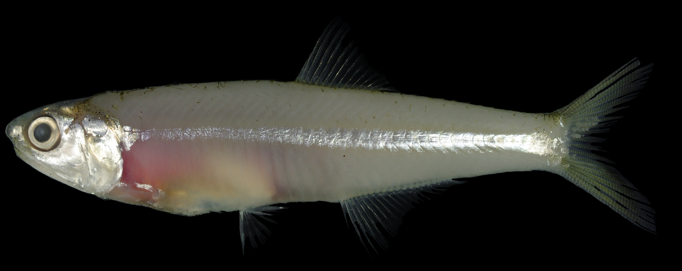 ภาพ ปลา babarani (Stolephorus babarani)