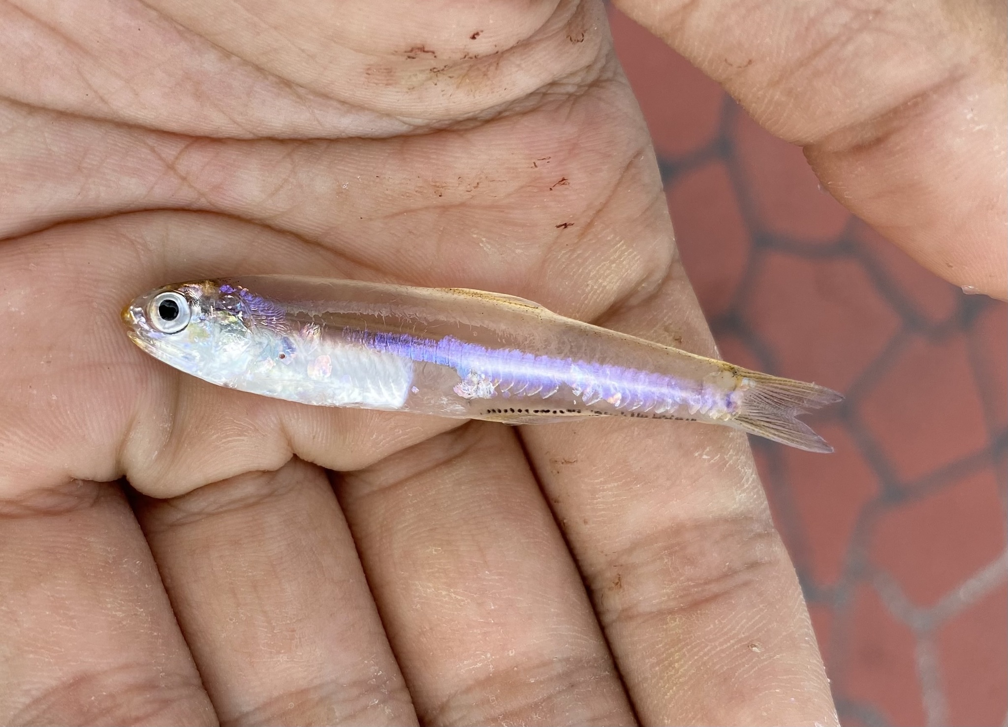 ภาพ ปลา eldorado (Stolephorus eldorado)