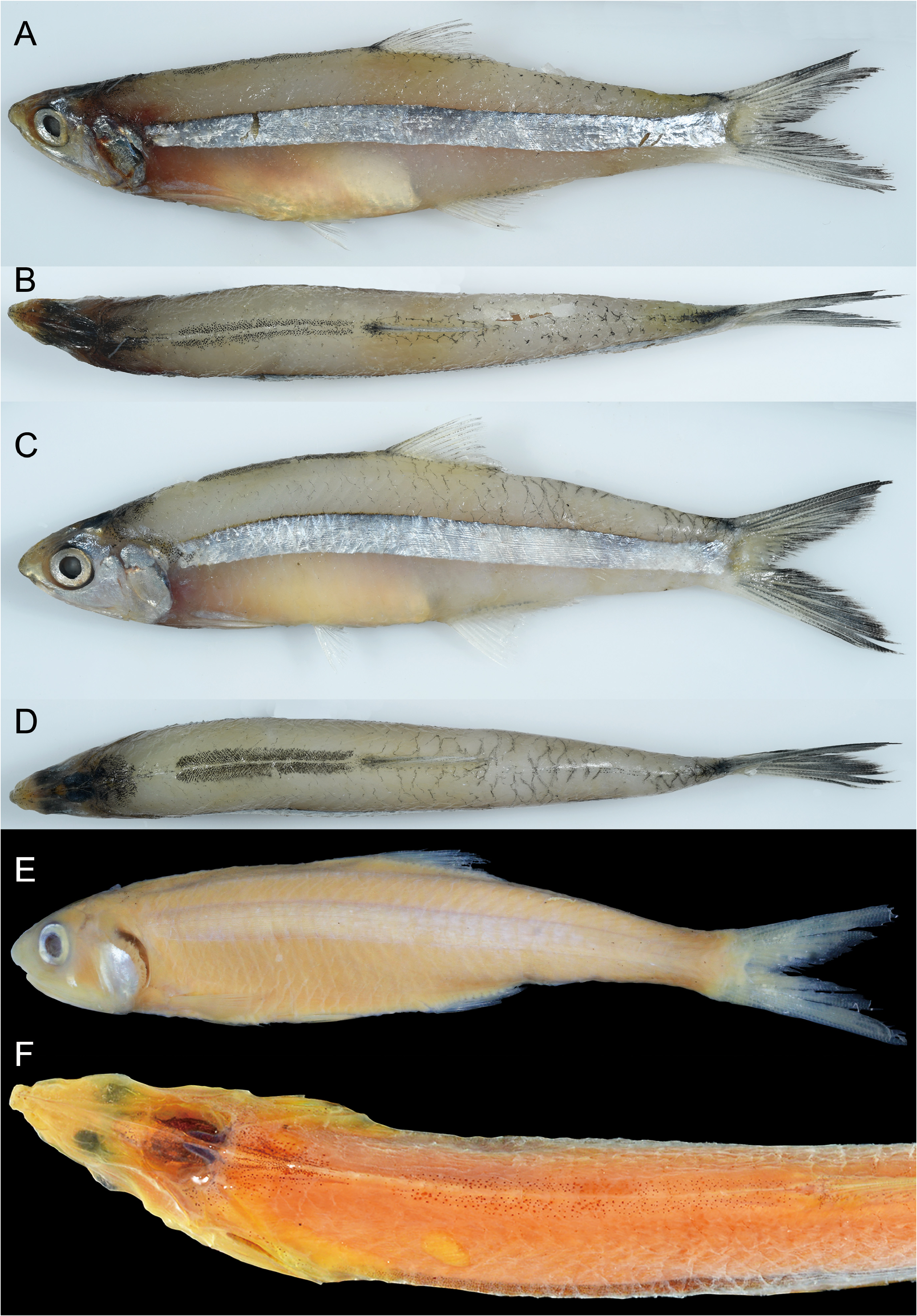ภาพ ปลา grandis (Stolephorus grandis)