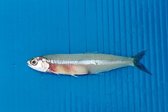 ภาพ ปลา indicus (Stolephorus indicus)