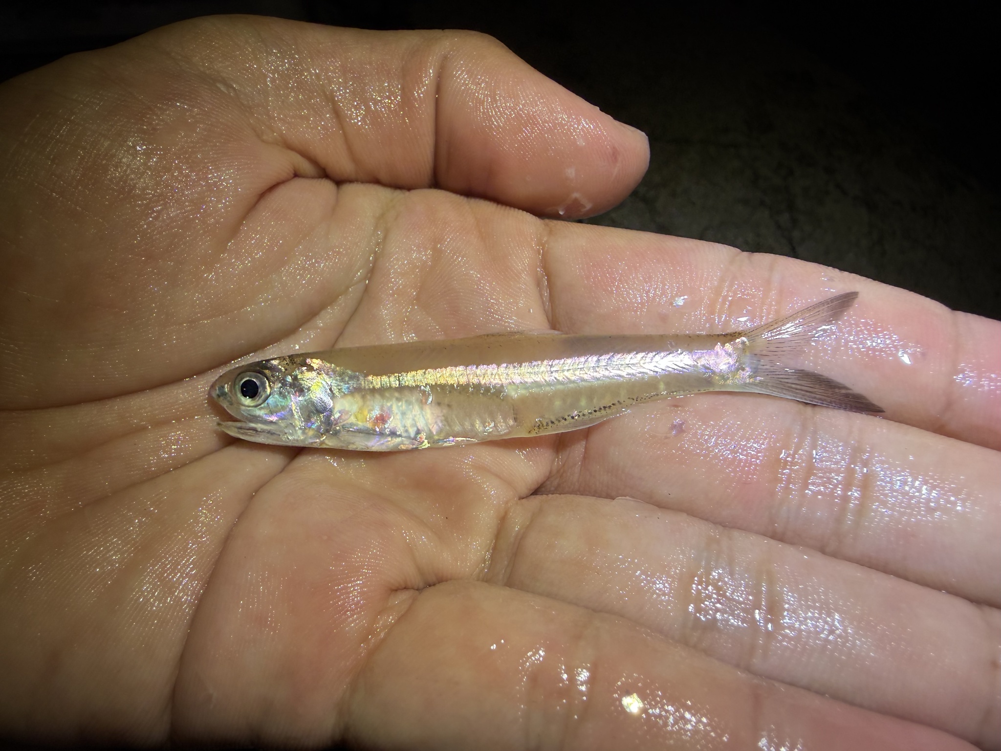 ภาพ ปลา insularis (Stolephorus insularis)