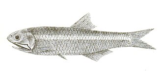 ภาพ ปลา tri (Stolephorus tri)