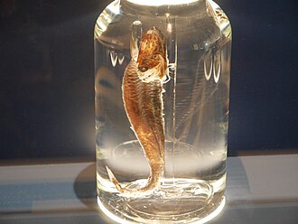 ภาพ ปลา boa (Stomias boa)