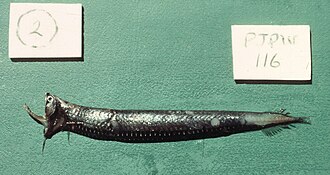 ภาพ ปลา nebulosus (Stomias nebulosus)