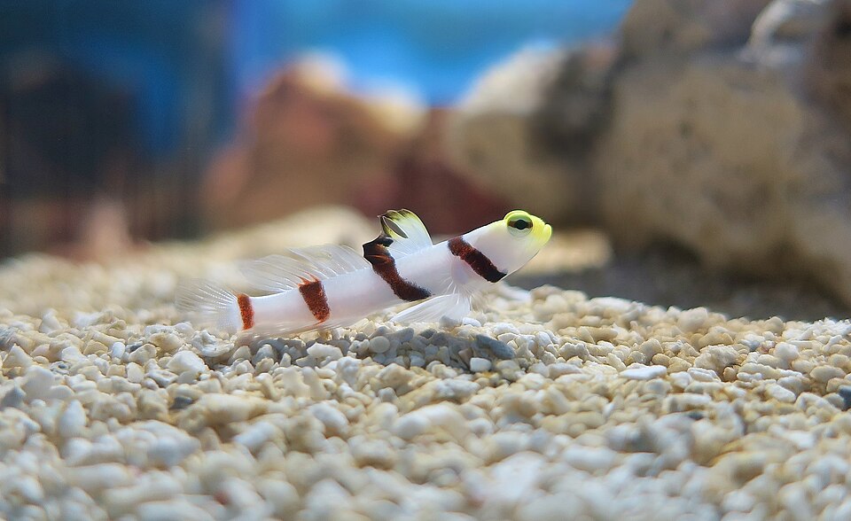 ภาพ ปลาบู่กุ้งบู่ (Stonogobiops dracula)