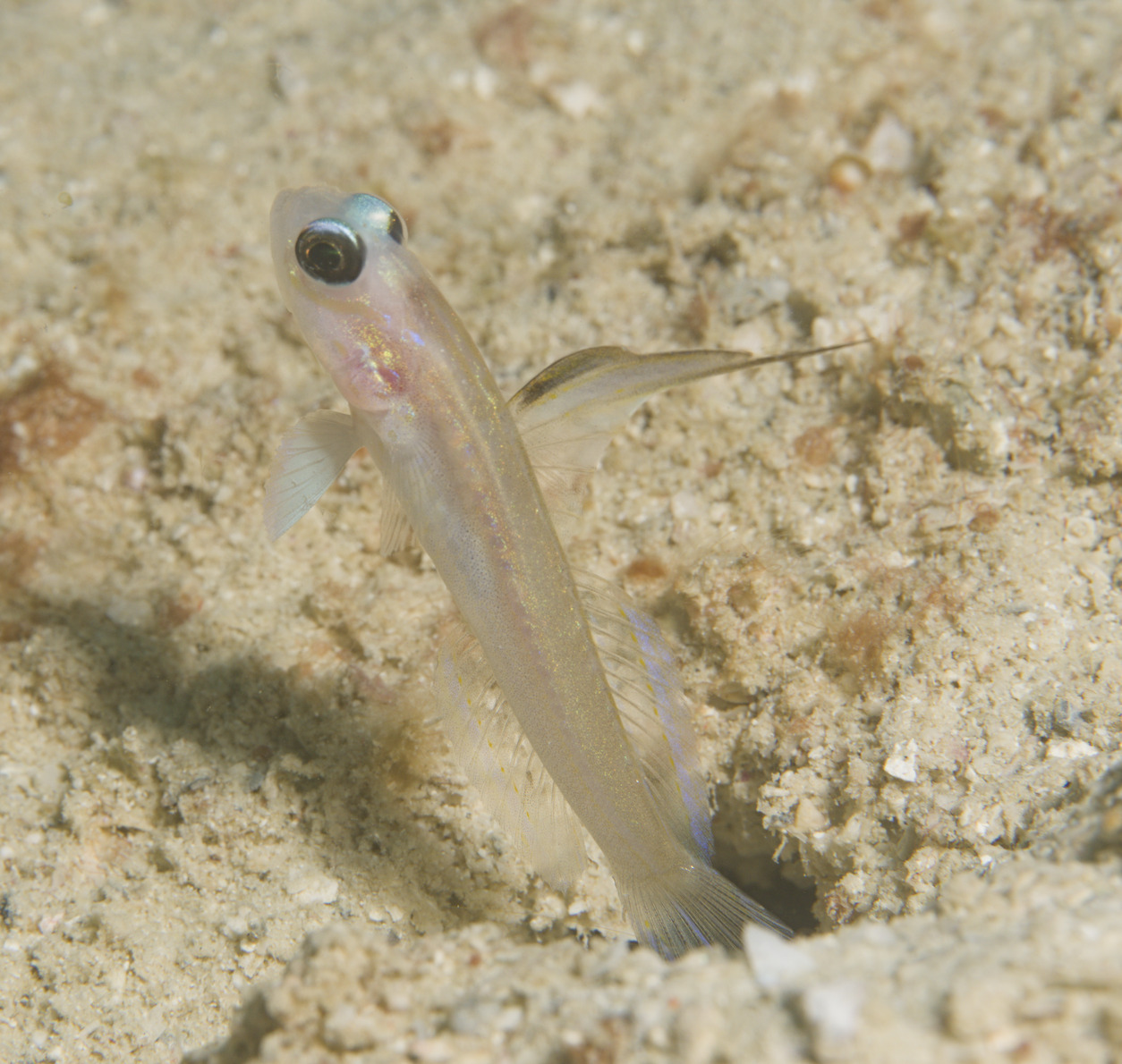 ภาพ ปลาบู่ larsonae (Stonogobiops larsonae)