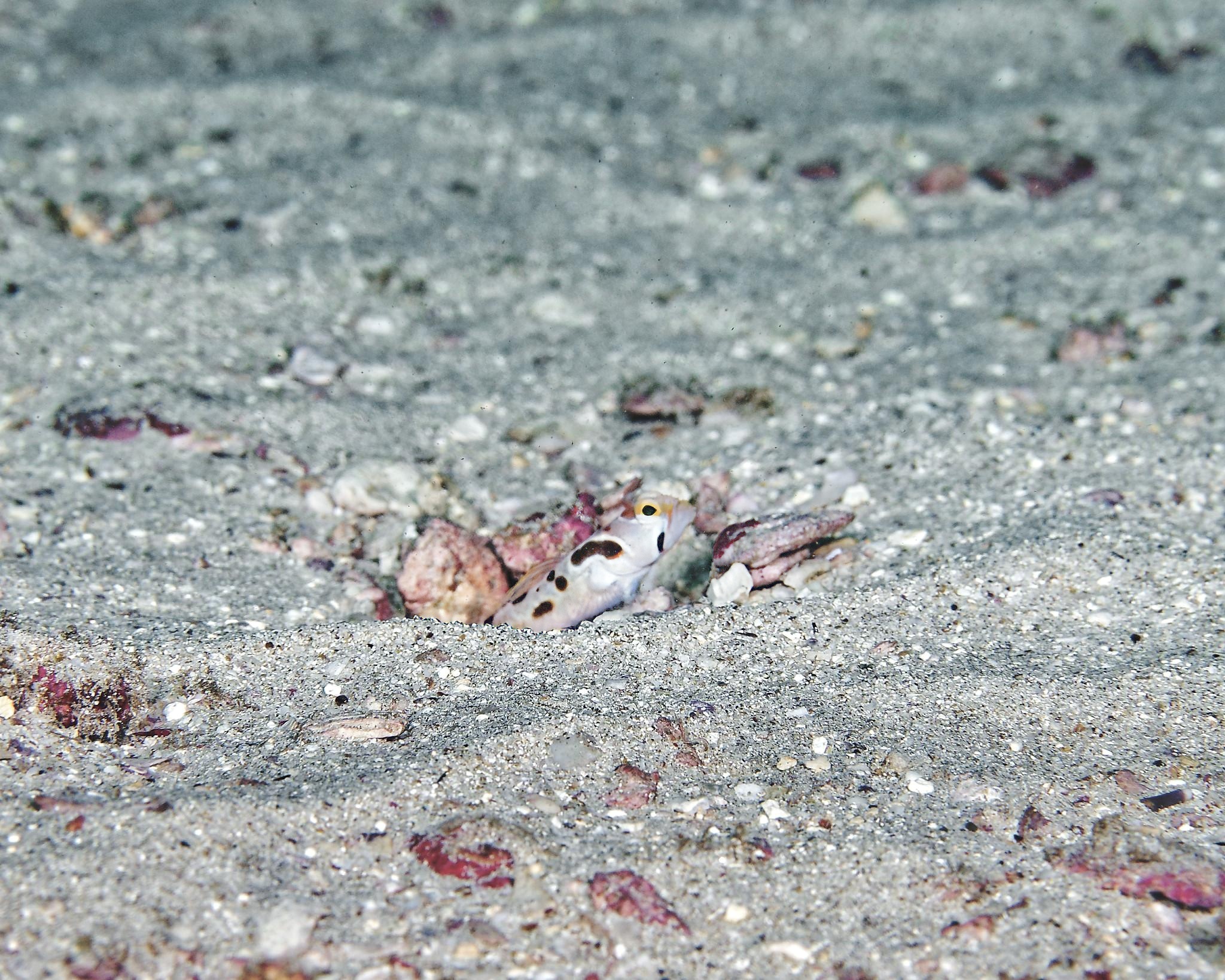 ภาพ ปลาบู่ medon (Stonogobiops medon)