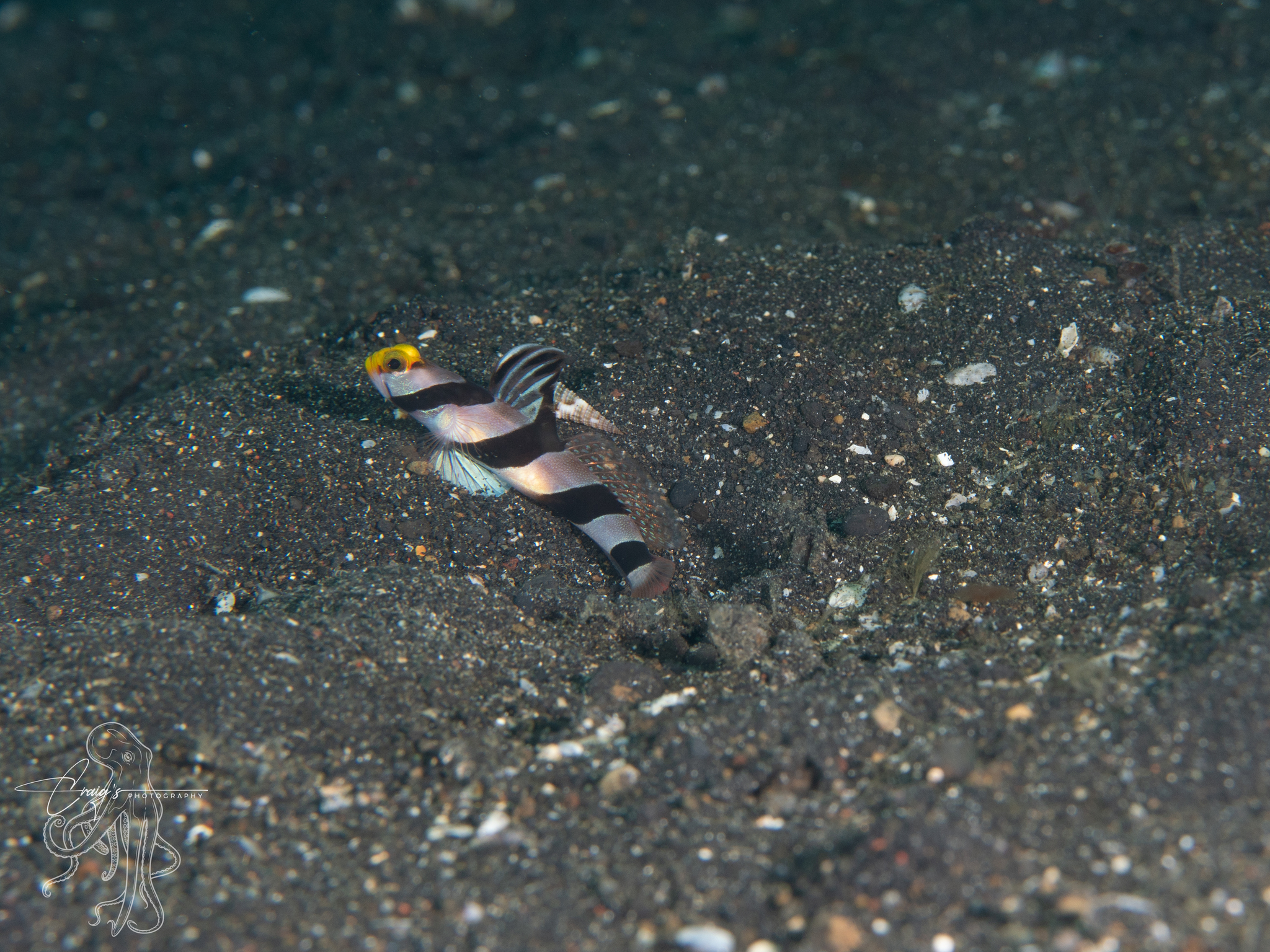 ภาพ ปลาบู่เหลืองกุ้งบู่ (Stonogobiops xanthorhinica)