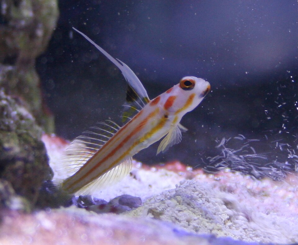 ภาพ ปลาบู่ส้มลายเส้น (Stonogobiops yasha)
