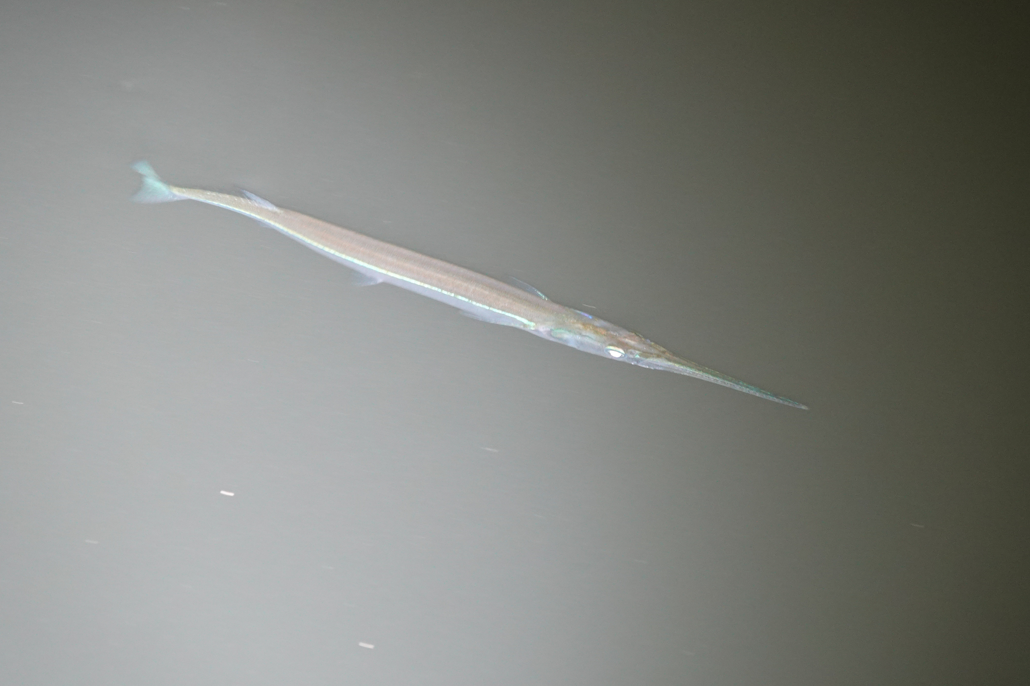 ภาพ ปลา senegalensis (Strongylura senegalensis)