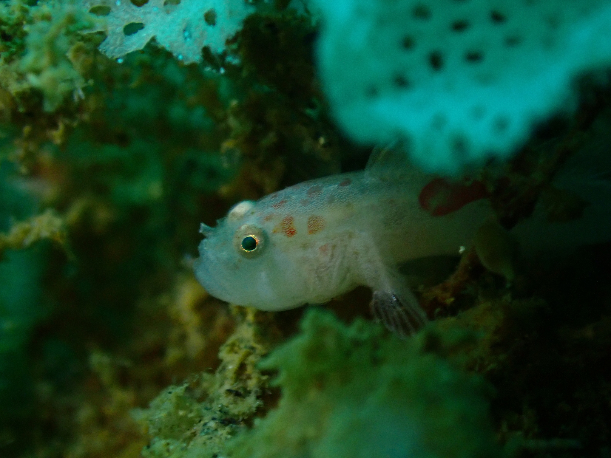 ภาพ ปลาบู่บู่ (Sueviota bryozophila)