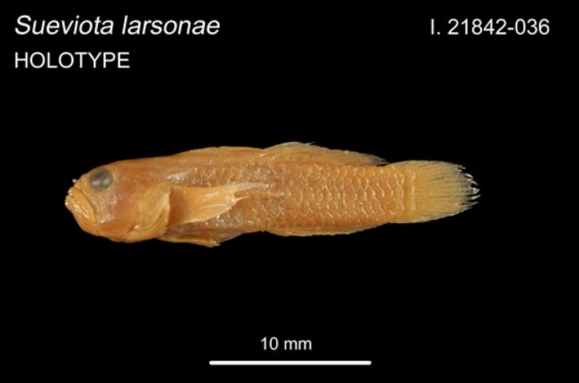ภาพ ปลาบู่ larsonae (Sueviota larsonae)