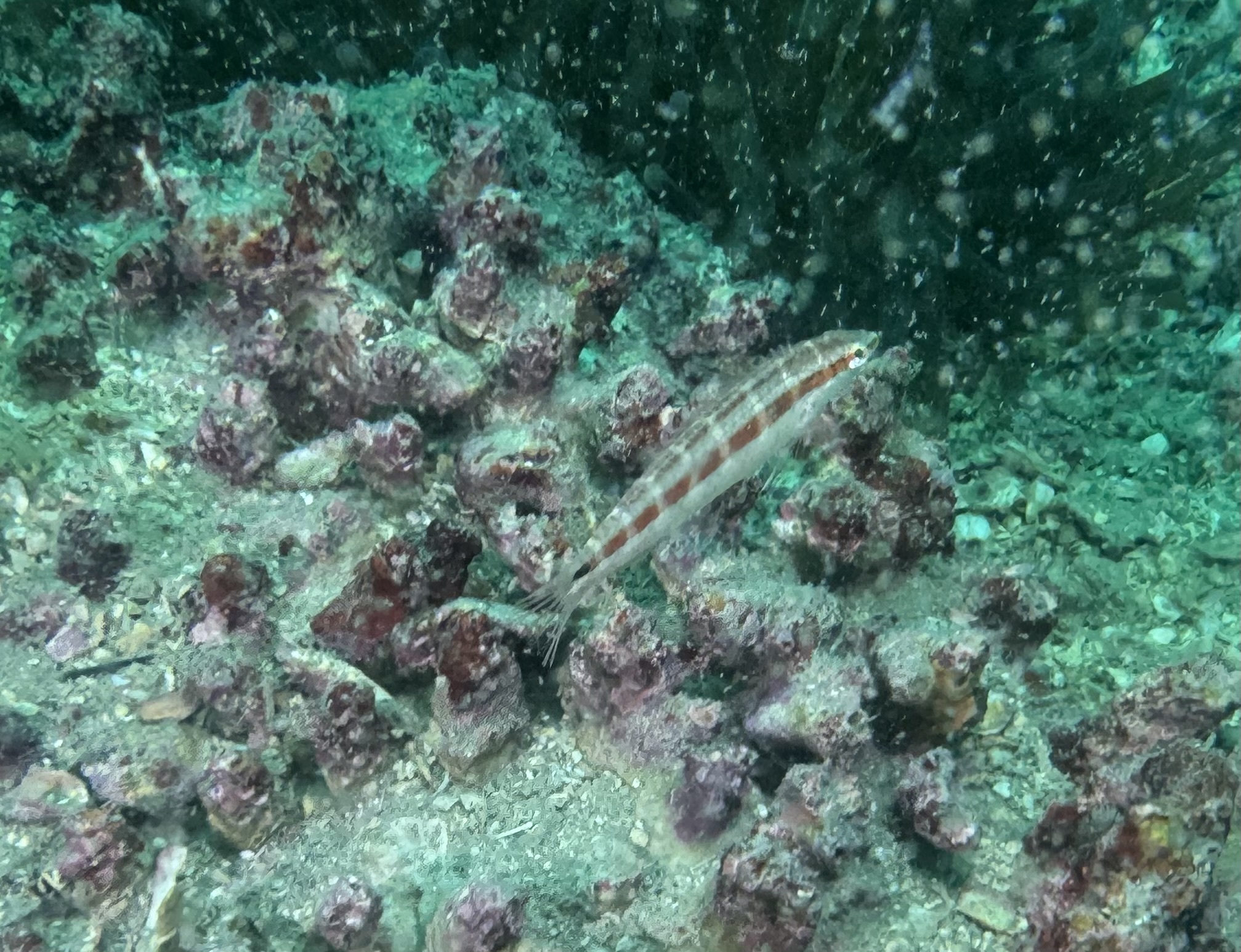 ภาพ ปลานกขุนทอง gracilis (Suezichthys gracilis)