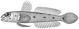 ภาพ ปลาบู่ fundicola (Suruga fundicola)