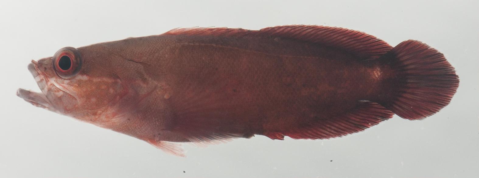 ภาพ ปลากะรังจิ๋ว lineata (Suttonia lineata)