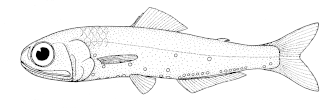 ภาพ ปลา barnardi (Symbolophorus barnardi)
