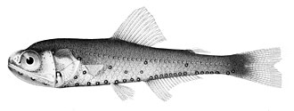 ภาพ ปลา evermanni (Symbolophorus evermanni)