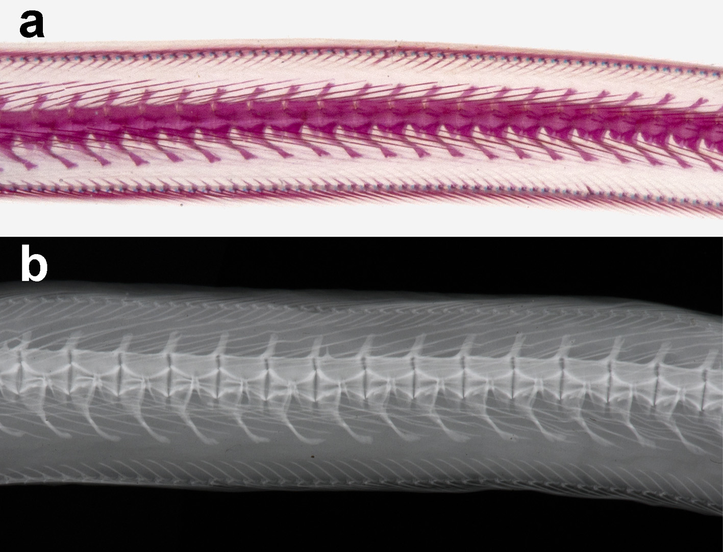 ภาพ ปลา taiwanensis (Sympenchelys taiwanensis)
