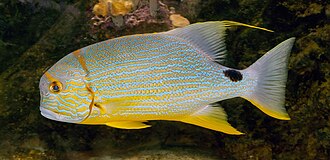 ภาพ ปลา spilurus (Symphorichthys spilurus)