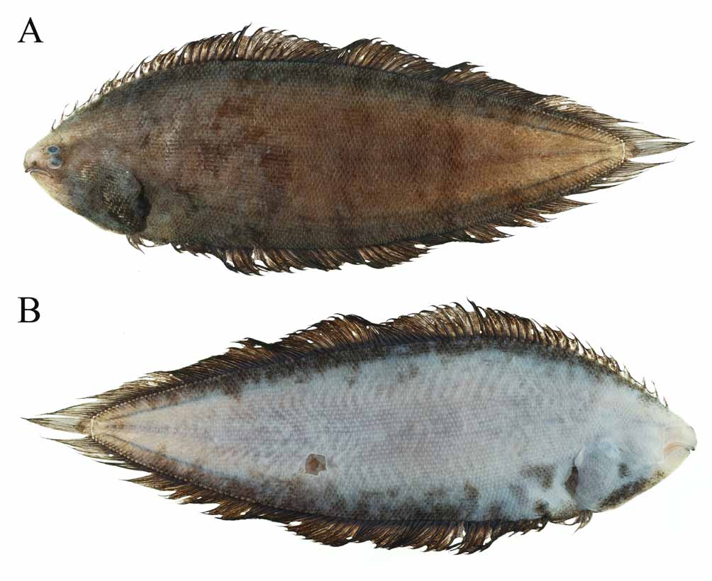 ภาพ ปลา multimaculatus (Symphurus multimaculatus)