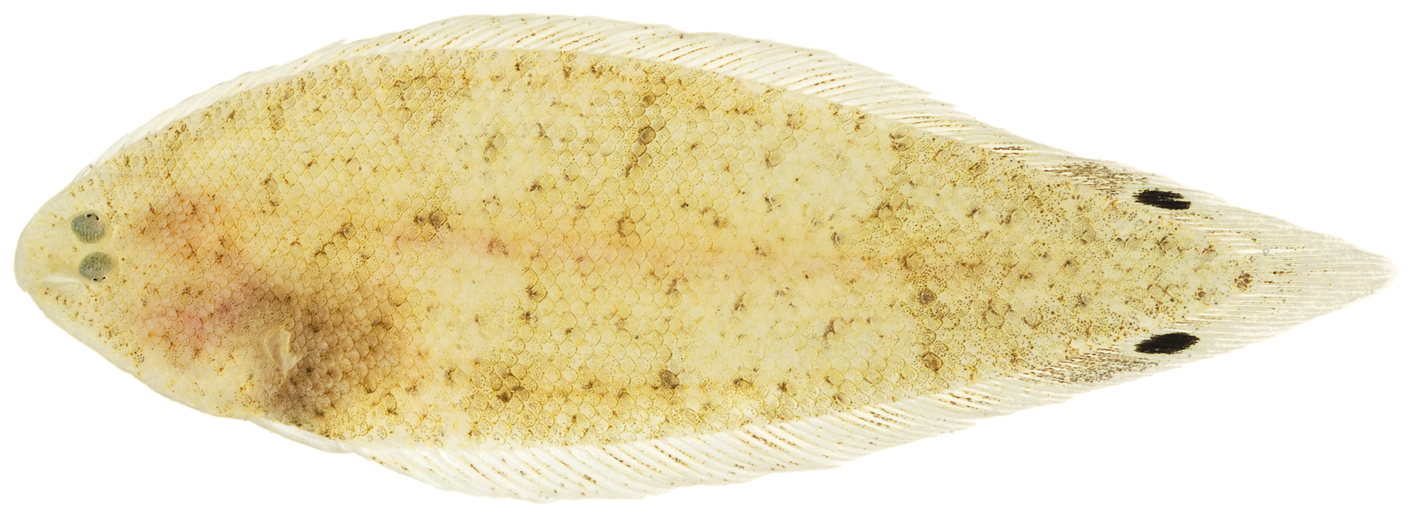 ภาพ ปลา ommaspilus (Symphurus ommaspilus)