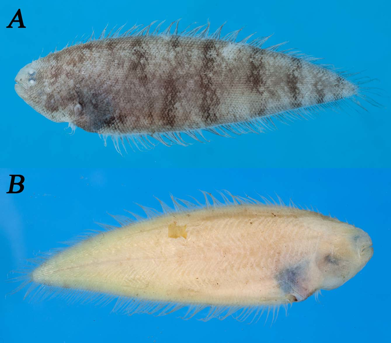 ภาพ ปลา orientalis (Symphurus orientalis)