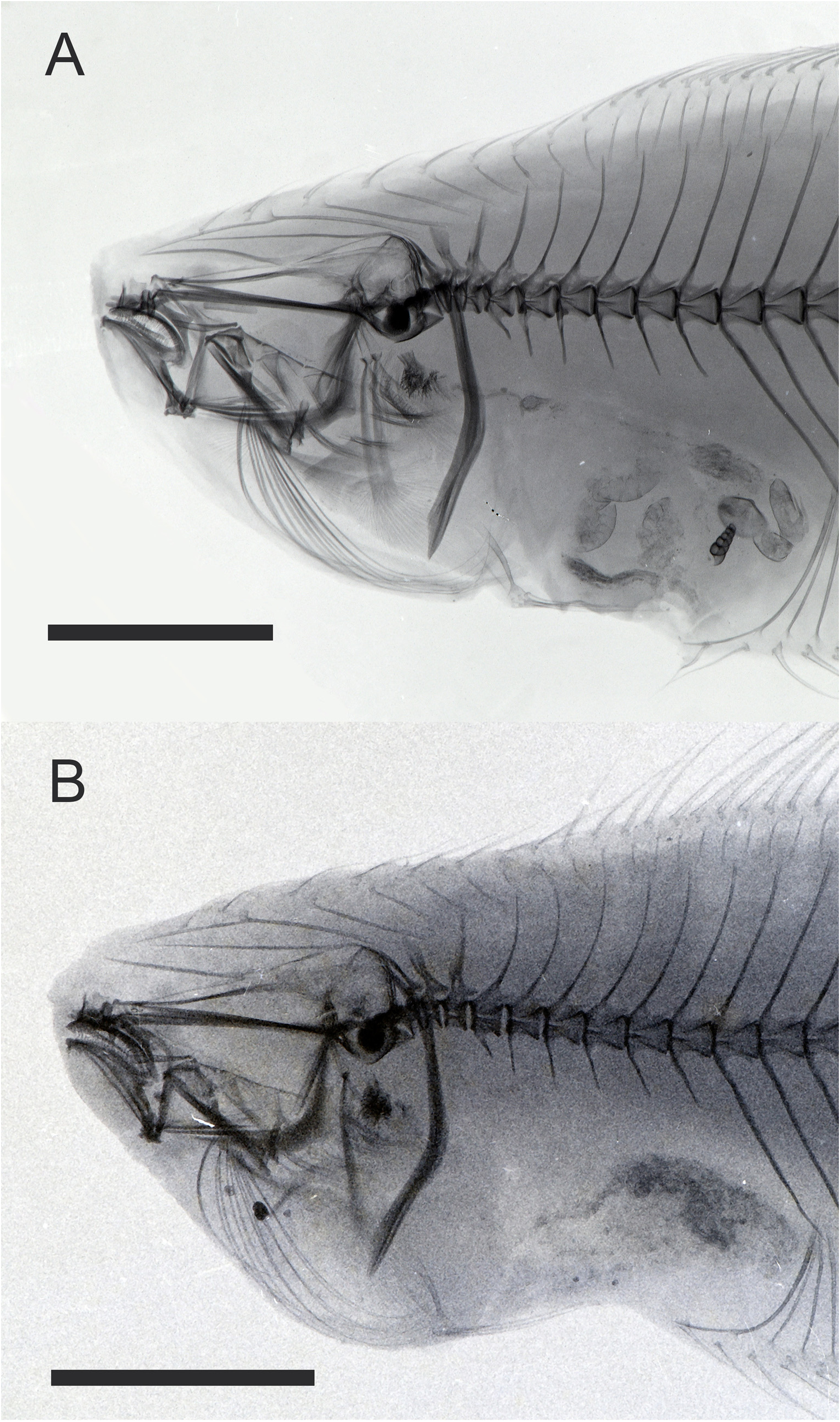 ภาพ ปลา oxyrhynchus (Symphurus oxyrhynchus)