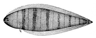 ภาพ ปลา pusillus (Symphurus pusillus)