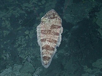 ภาพ ปลา thermophilus (Symphurus thermophilus)