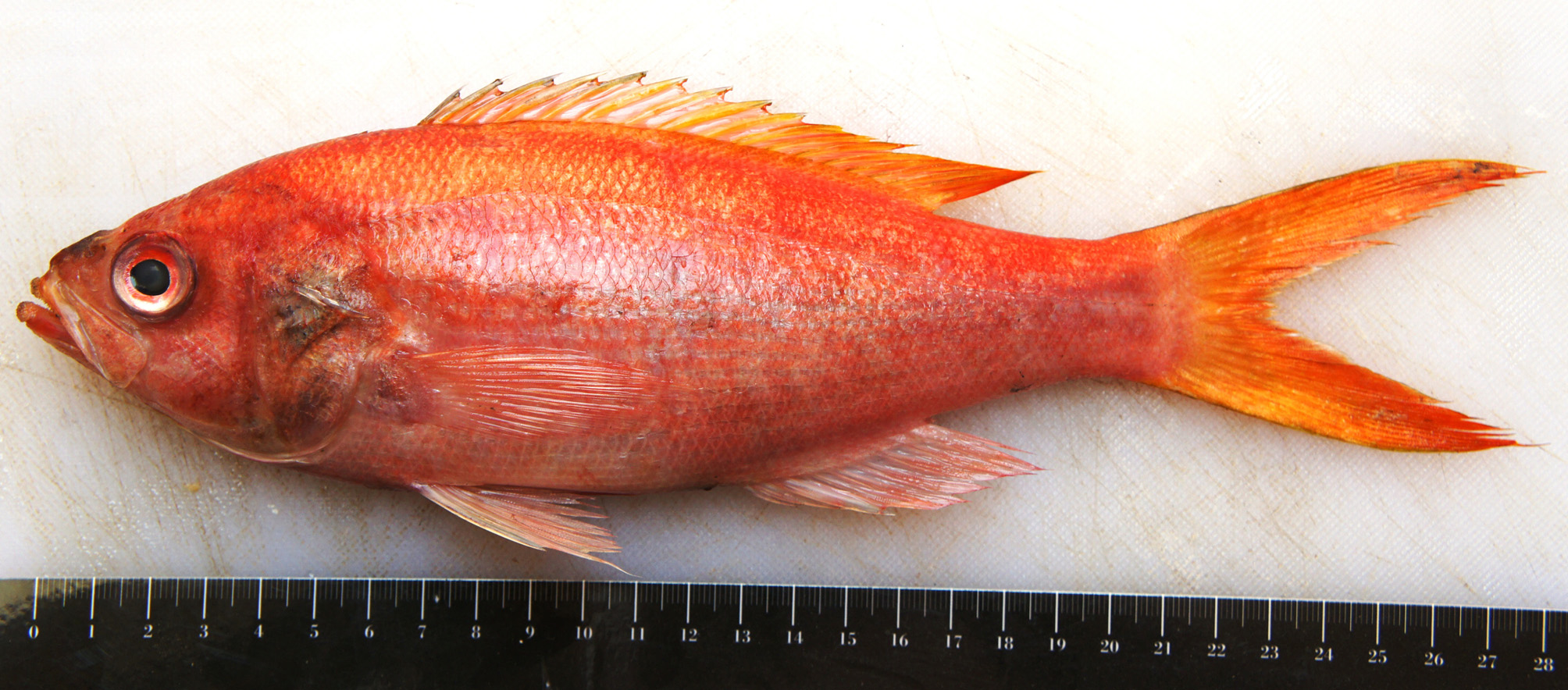 ภาพ ปลา andersoni (Symphysanodon andersoni)