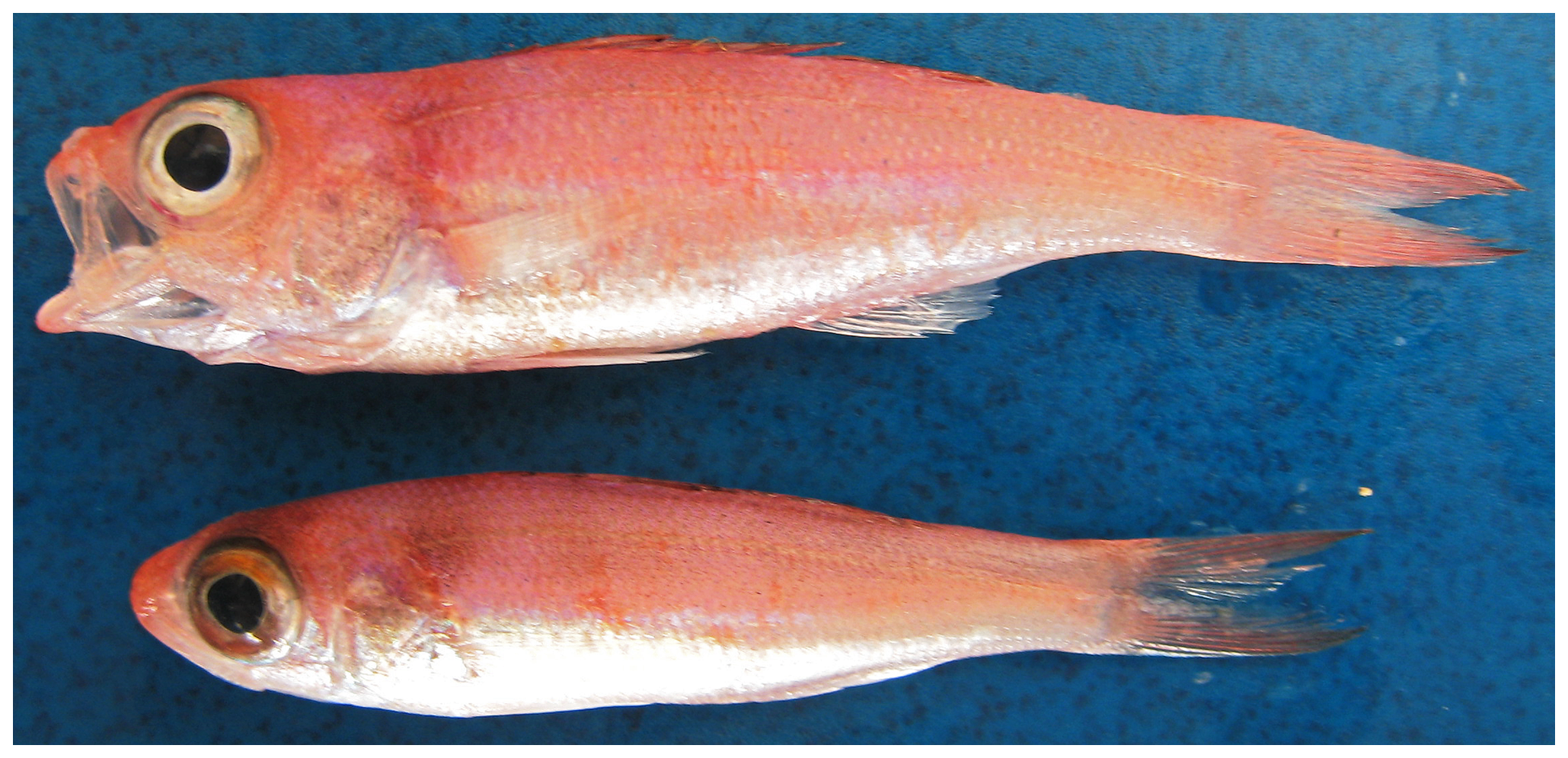 ภาพ ปลา berryi (Symphysanodon berryi)
