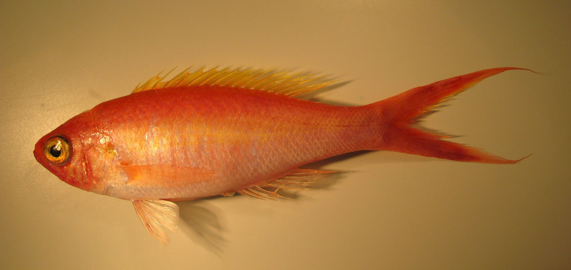 ภาพ ปลา disii (Symphysanodon disii)