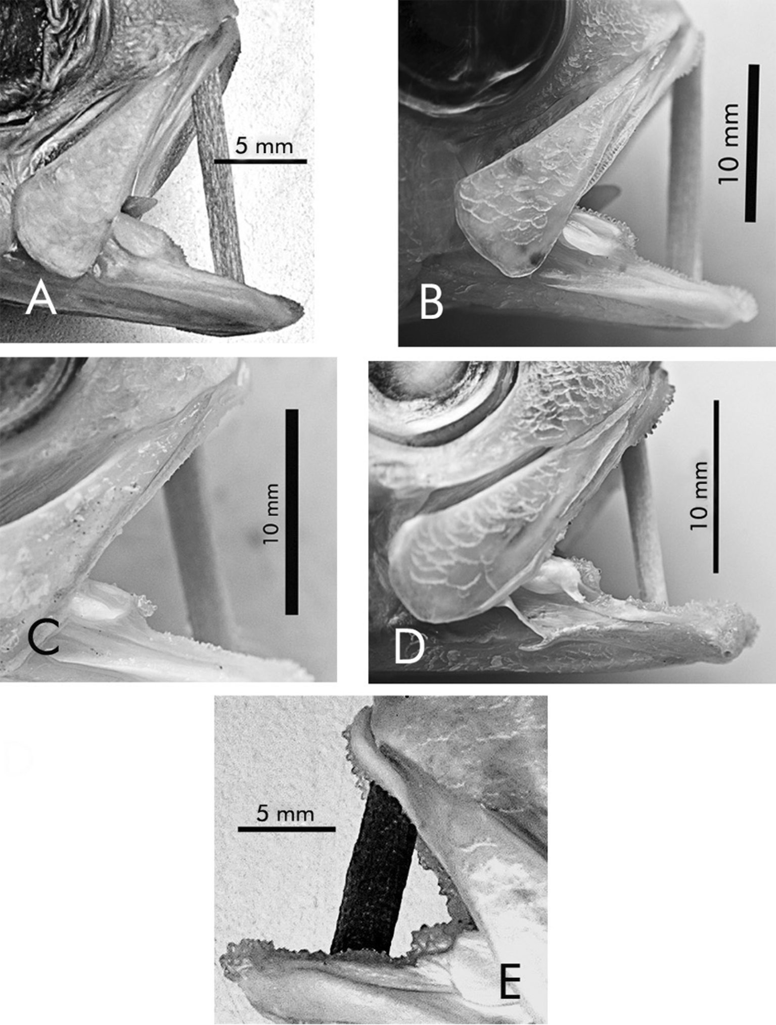 ภาพ ปลา pitondelafournaisei (Symphysanodon pitondelafournaisei)