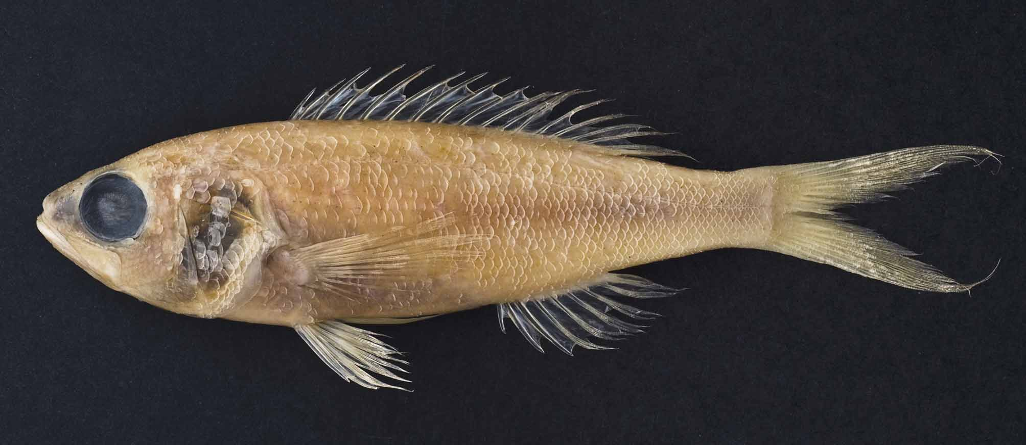 ภาพ ปลา xanthopterygion (Symphysanodon xanthopterygion)